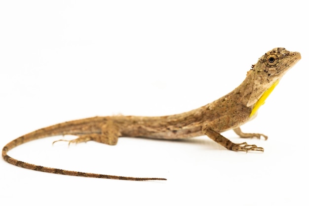 Foto dragón volador o lagarto volador draco volans aislado sobre fondo blanco