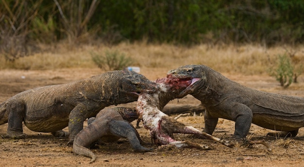 Los dragones de Komodo se comen a sus presas. Indonesia. Parque Nacional de Komodo.