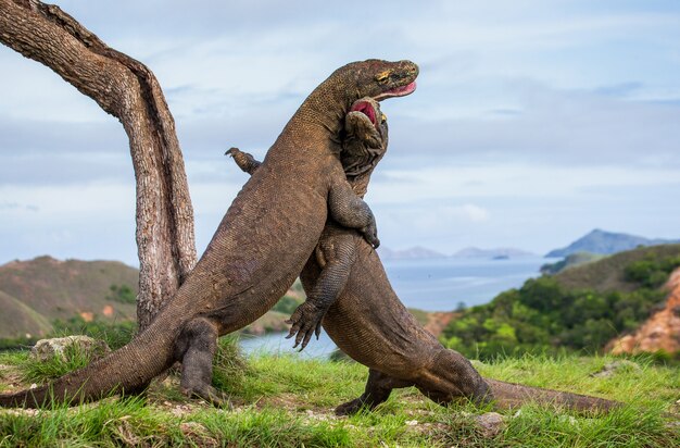 Los dragones de Komodo luchan entre sí. Indonesia. Parque Nacional de Komodo.