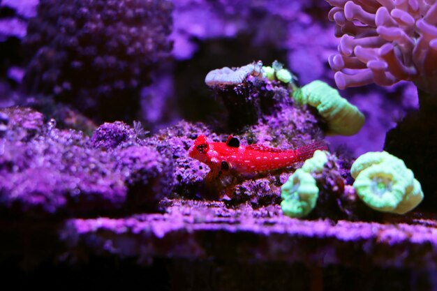 Dragonet rojo rubí Moyeri - (Synchiropus sycorax)