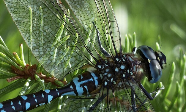 Dragonfly-Makro 1