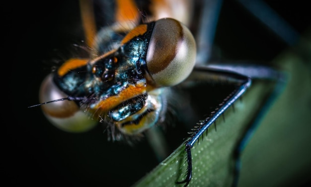 Dragonfly-Makro 1