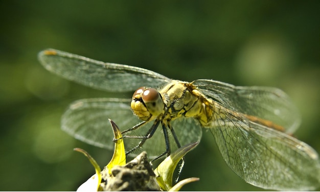 Dragonfly-Makro 1