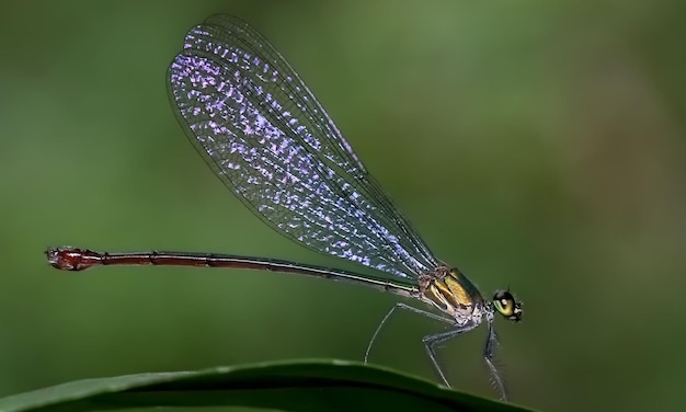 Dragonfly-Makro 1