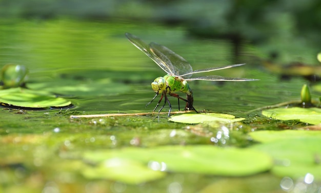 Dragonfly-Makro B 1