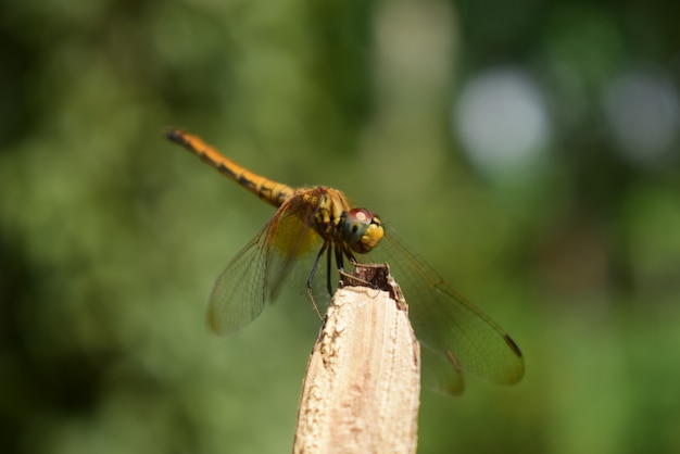 Foto dragonfly