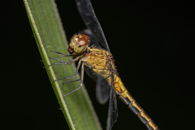 Dragonlet adulto del género Erythrodiplax