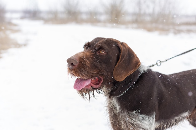 Drahthaar, cão de guarda de caça alemão, lindo retrato de cachorro no inverno