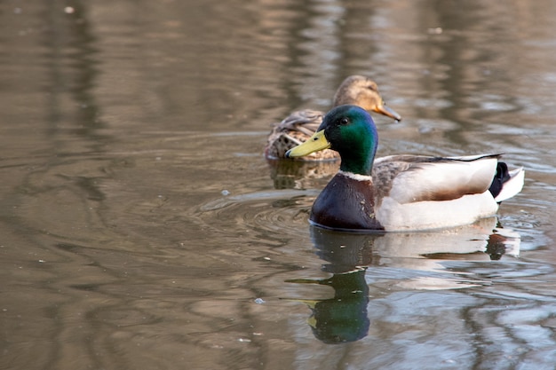 Un drake pato multicolor muy hermoso flotando en el agua, primer plano, seguido de un segundo pato de enfoque borroso.