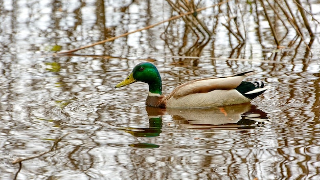 Drake pato salvaje en una llanura aluvial del río