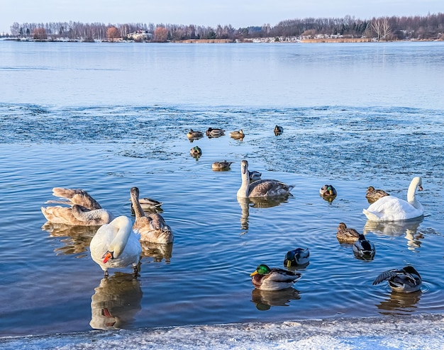 Drakes, Stockenten und Schwäne schwimmen im Winter in einem zugefrorenen See. Hochwertiges 4k-Filmmaterial