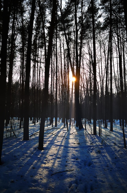 Dramática puesta de sol en el bosque de primavera con poco paisaje de nieve