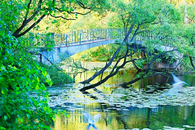 Dramatische Brücke im Sommerpark mit fliegendem Vogelhintergrund