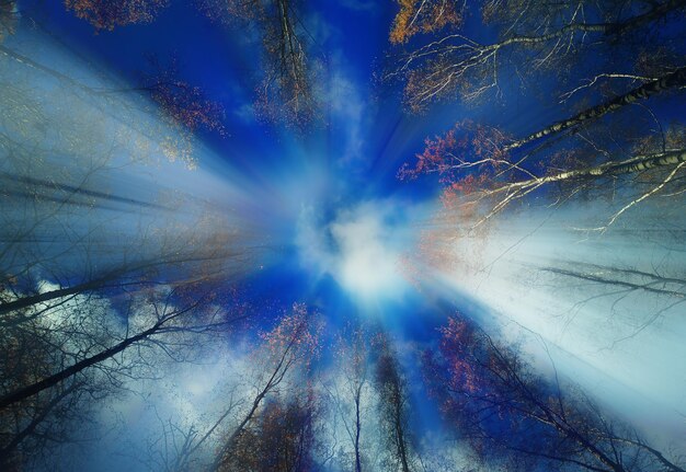 Dramatische Herbstbäume mit Lichtleck-Hintergrund