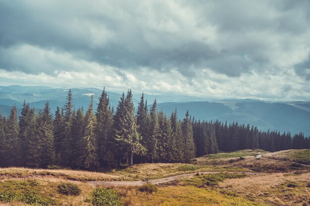 Dramatische Hochlandwaldlandschaft Trekkingpfad