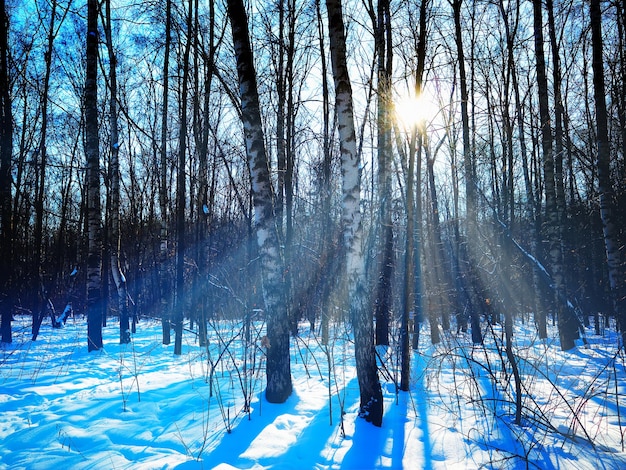 Dramatische Lichtstrahlen in der Winterparkkulisse