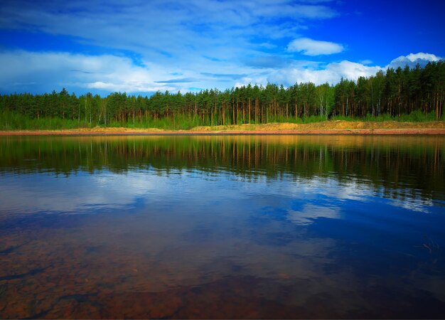 Dramatische Reflexionen des Sommerwaldhintergrundes