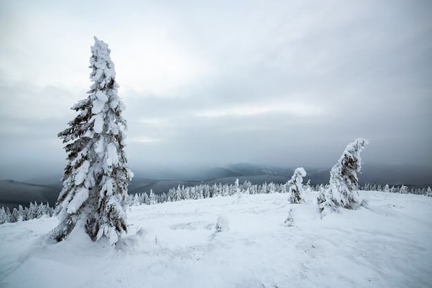 Dramatische Winterlandschaft mit Fichtenwald kauerte mit weißem Schnee in kalten gefrorenen Bergen