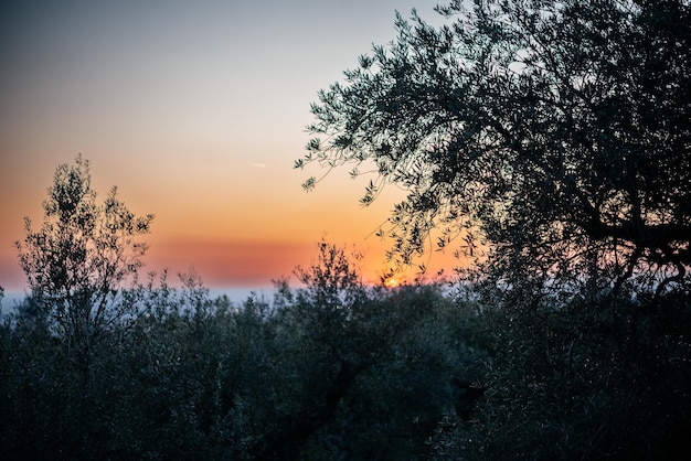 Dramatischer rosa und orangefarbener Sonnenuntergangshimmel im Olivenhain in Italien