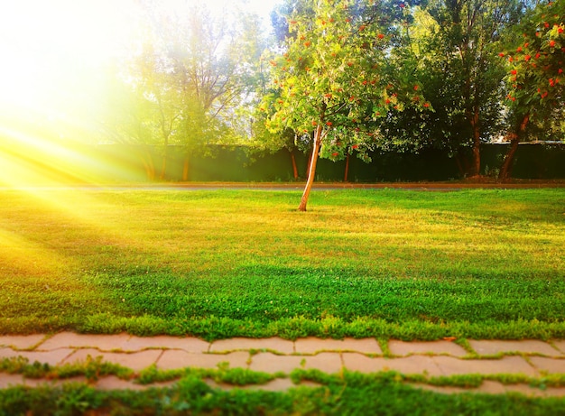 Dramatisches Lichtleck im Hintergrund der Parklandschaft