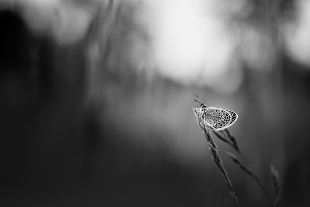 Dramatisches Schwarz-Weiß-Sonnenuntergang-Naturwiesenfeld mit Schmetterling als abstrakte Frühlings-Sommer-Nahaufnahme