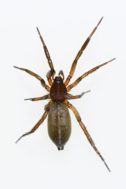 Drassodes sp. aranha. família gnaphosidae. aranha isolada em um fundo branco