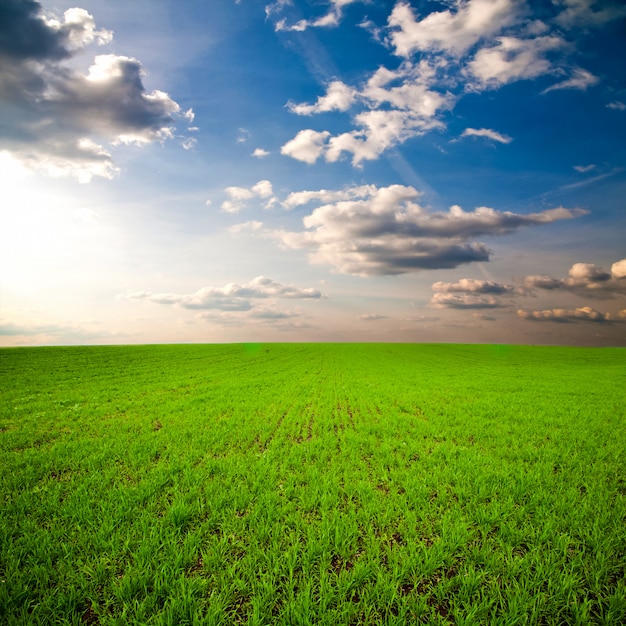 Drastischer Himmel über grünem Feld