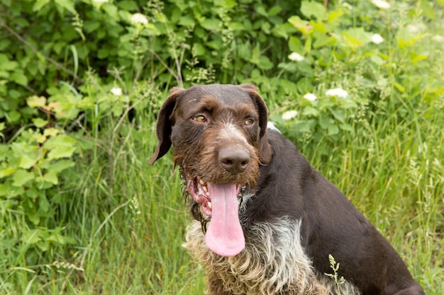 Drathaar de cão de guarda alemão, Belo retrato de cachorro na caça.