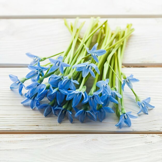 Draufsicht auf blaue Scilla-Blüten auf weißem Holzhintergrund