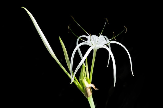 Draufsicht auf Crinum asiaticum Poison Lily Giant Crinum Lily Grand Crinum Lily Spider Lily Fokus selektiv