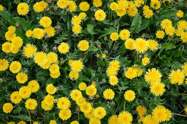 Draufsicht auf das Meer aus gelben Löwenzahn Das Symbol des Frühlings Erstaunliche Wiese mit Wildblumen