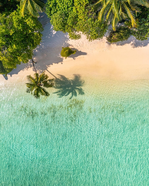 Draufsicht auf das Strandnaturkonzept. Schöner Palmenstrand auf der tropischen idyllischen Paradiesinsel. Exotisch