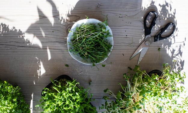 Draufsicht auf den Anbau und Schnitt von Microgreens