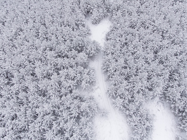 Draufsicht auf den jungen schneebedeckten Nadelwald.