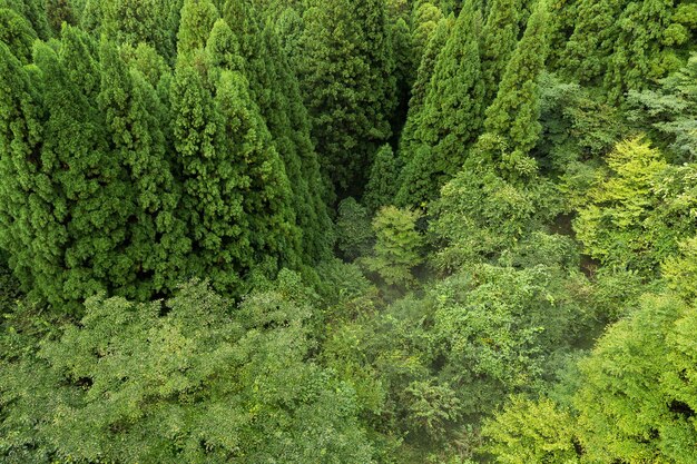 Draufsicht auf den Wald