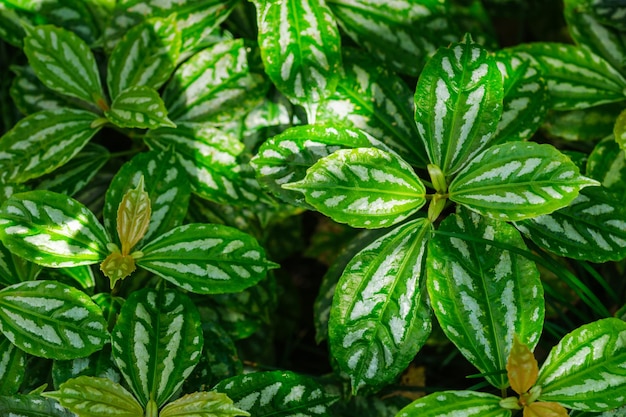 Draufsicht auf die Aluminiumpflanze, auch bekannt als Pilea cadierei, auch bekannt als Wassermelonen-Pilea-Blätter, Nahaufnahme der Textur