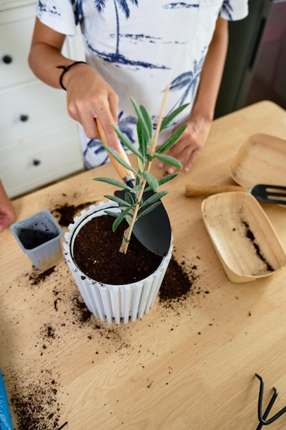 Draufsicht auf die Hände eines kleinen Jungen, der einen kleinen Baum pflanzt