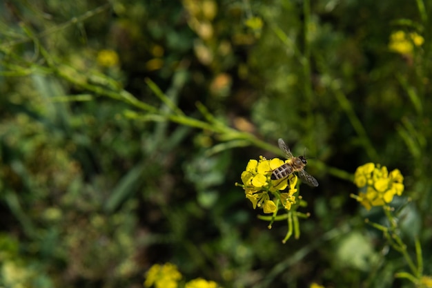 Draufsicht auf die Honigbiene, die auf der gelben Blüte sitzt und diese bestäubt