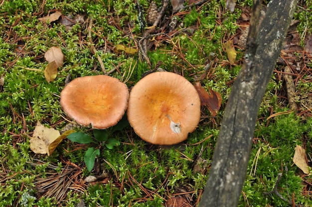 Draufsicht auf die Kappen von Waldpilzen. Pilze auf einem Hintergrund aus grünem Moos. Herbst, Hintergrund.