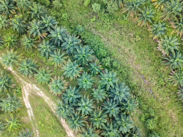 Draufsicht auf die Ölpalme auf dem Luftbild des tropischen Malaysia
