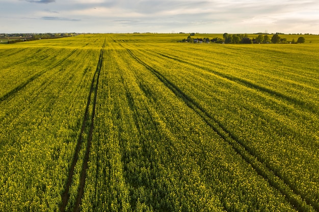 Draufsicht auf ein gelbes Rapsfeld nach Regen in Weißrussland, einem landwirtschaftlichen Gebiet. Das Konzept der Entwicklung des Agrarsektors.