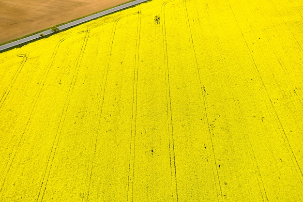 Draufsicht auf ein leuchtend gelbes Rapsfeld und einen Teil eines leeren Feldes, das durch Straße in einer Ecke getrennt wird. Natürliche Textur mit Kopierraum.