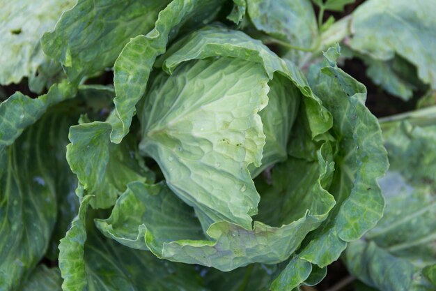 Draufsicht auf einen Kohl im Bio-Garten