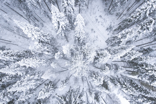 Draufsicht auf einen Nadelwald-Schneewald.