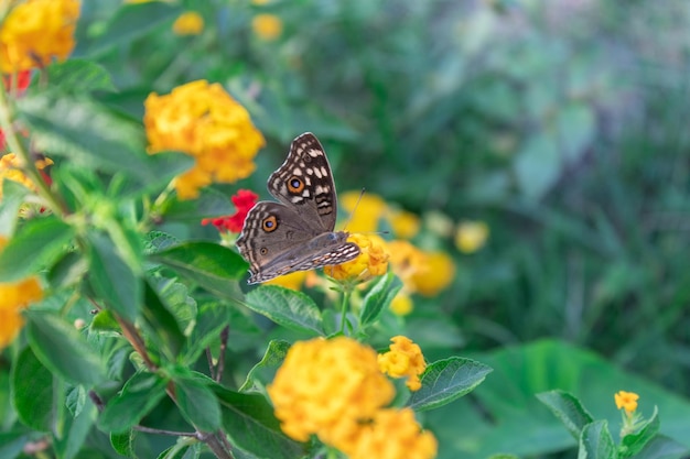 Draufsicht auf einen Schmetterling, der auf roten Lantana-Camara-Blüten sitzt. Selektiver Fokus auf Schmetterling und gelbe Blume