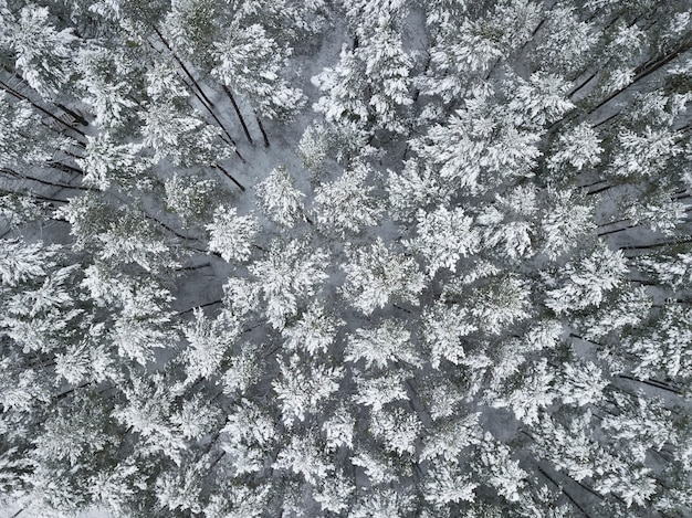 Foto draufsicht auf einen schneebedeckten fichtenwald