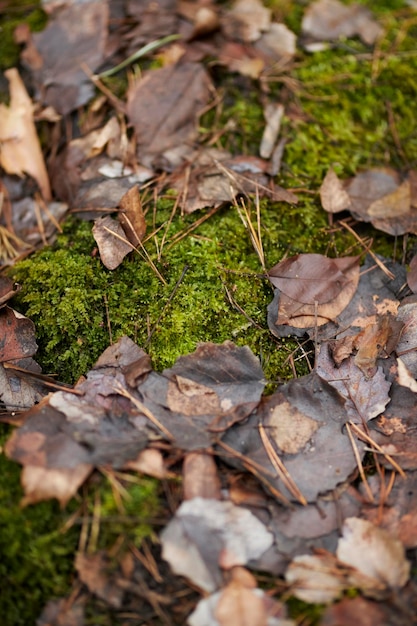Draufsicht auf einen Waldboden, der mit grünem Moos und braunen, trockenen Herbstblättern bedeckt ist.