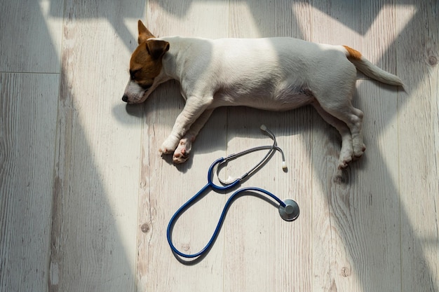 Draufsicht auf einen Welpen, der auf einem Holzboden liegt, und ein Phonendoskop. Kranker Hund Jack Russell Terrier und ein Stethoskop. Arbeit für den Tierarzt in einer Tierklinik. Dem Haustier geht es nicht gut