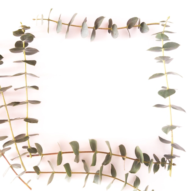 Draufsicht auf Eukalyptus gunnii grüne Blätter Rahmen isoliert auf weißem Hintergrund