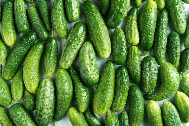 Draufsicht auf frische, reife, helle Gurken, die in Reihen auf dem Tisch liegen Ernte Herbst Landwirtschaft Gemüse gesunde Ernährung